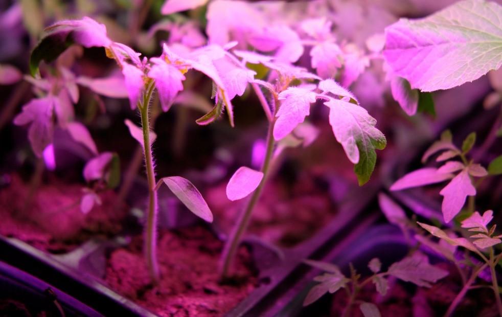 The potential for growing plants under artificial light Farming Connect